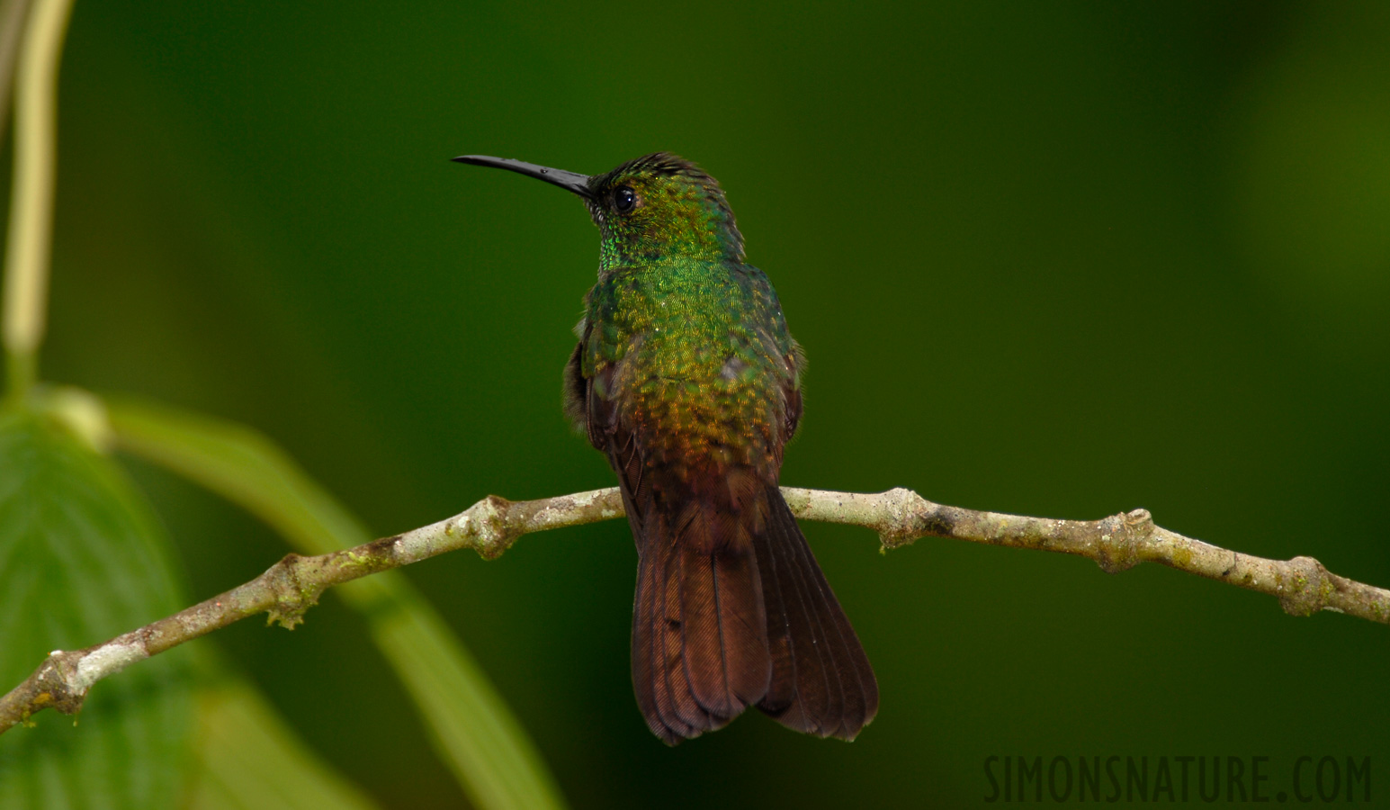 Chalybura urochrysia [550 mm, 1/60 sec at f / 5.6, ISO 100]